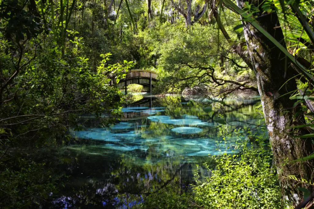 Ocala-Juniper-Springs