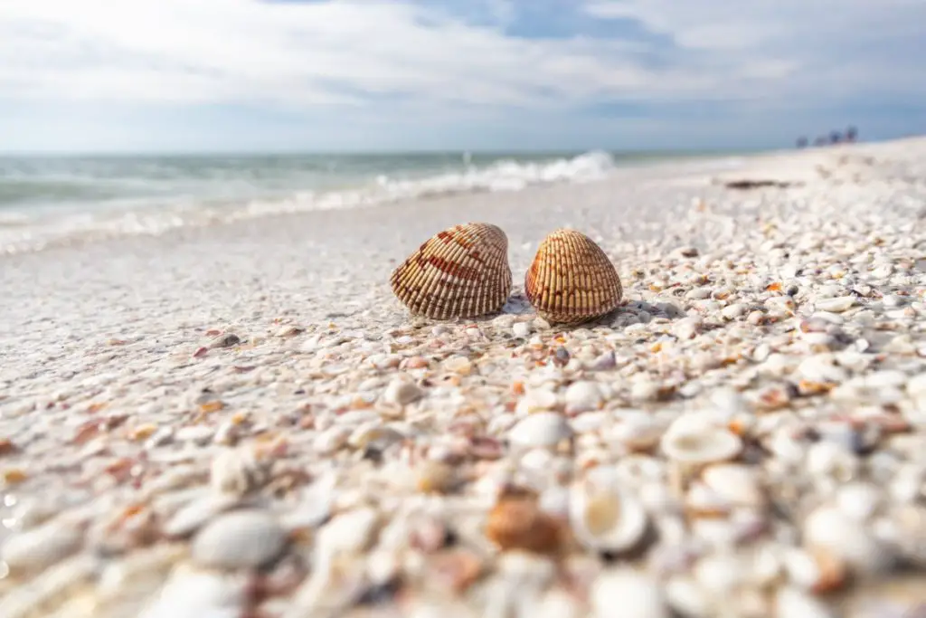 seashells-on-sanibel-island