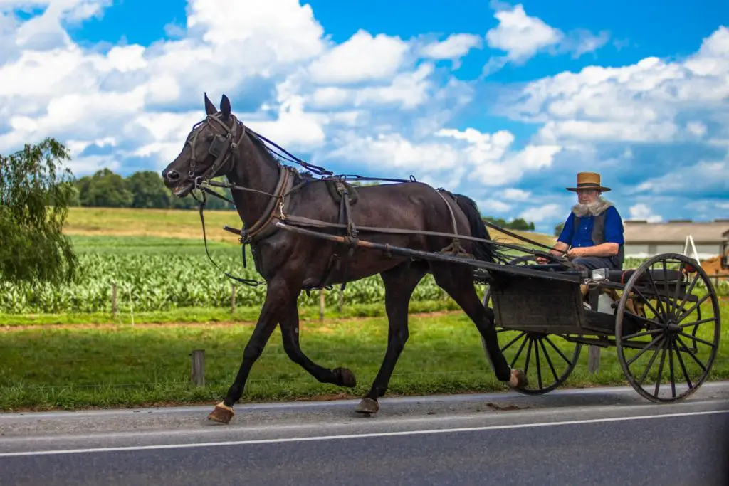 Amish-country-man-riding-horse-and-buggy