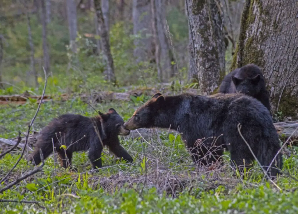Black-Bear-Mother-And-Cubs-Tennessee-Smoky Mountains